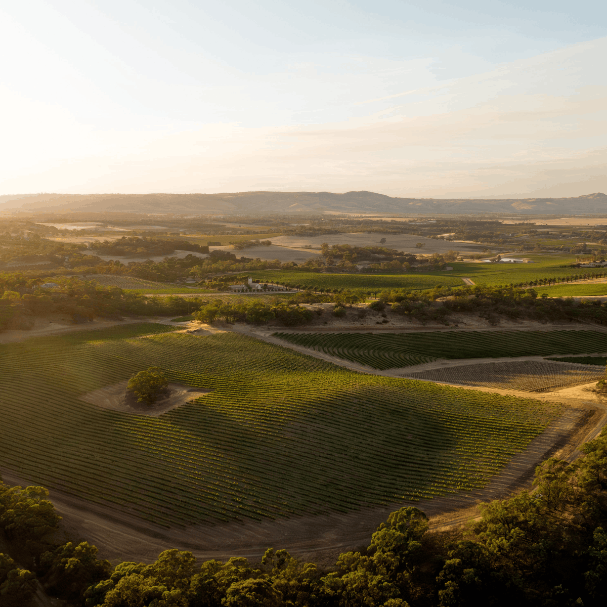 Tscharke Wines estate vineyards at Marananga in the Barossa Valley at sunrise