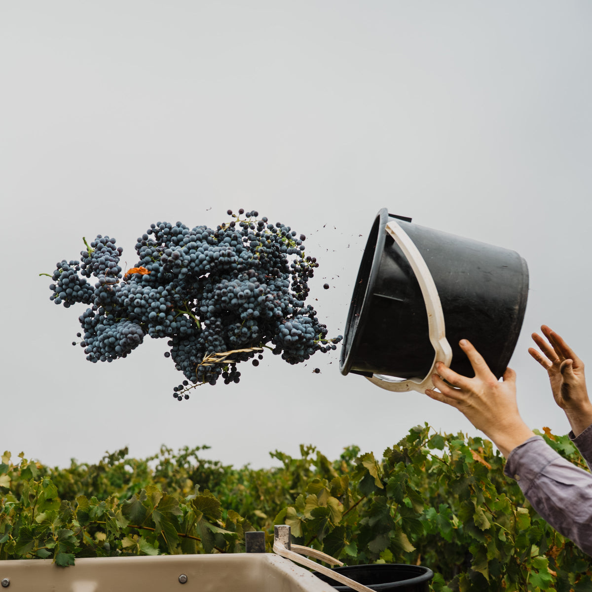 Hand-harvested grape bunches tipped into the bin at Tscharke Wines, Marananga, Barossa Valley