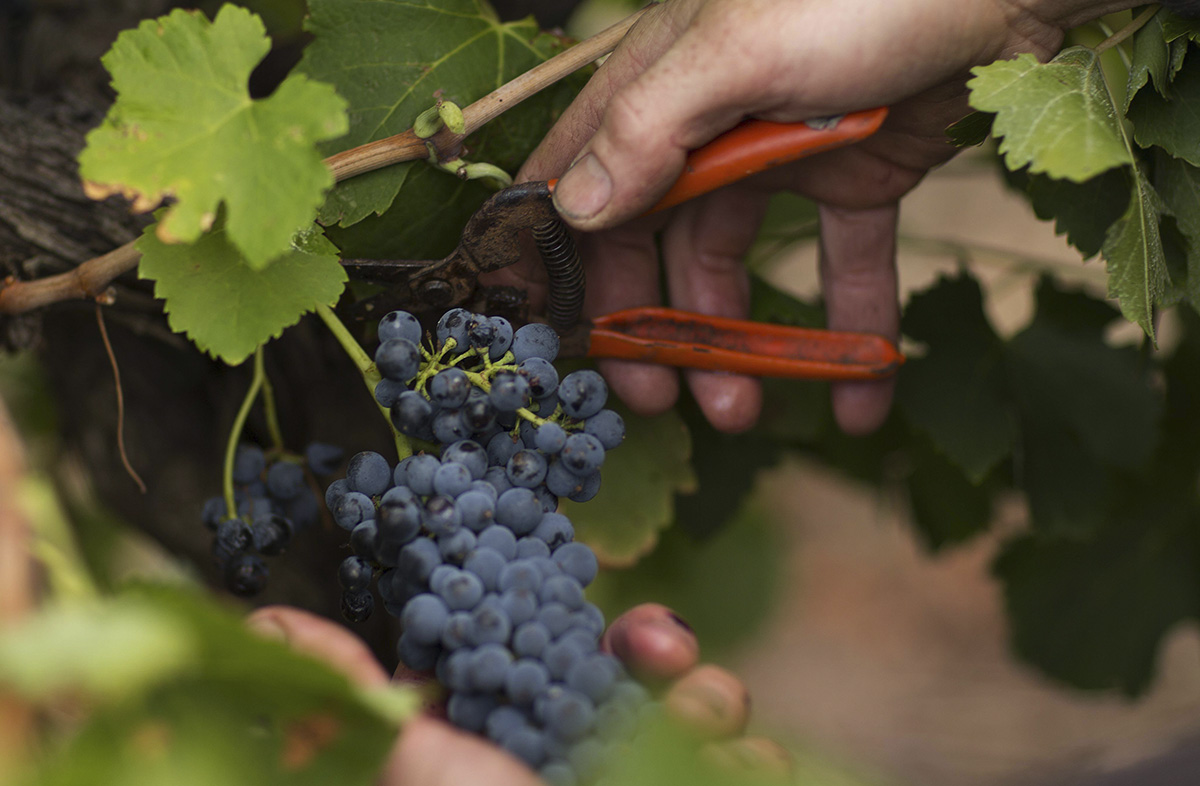 grape hand picking at tscharke wines