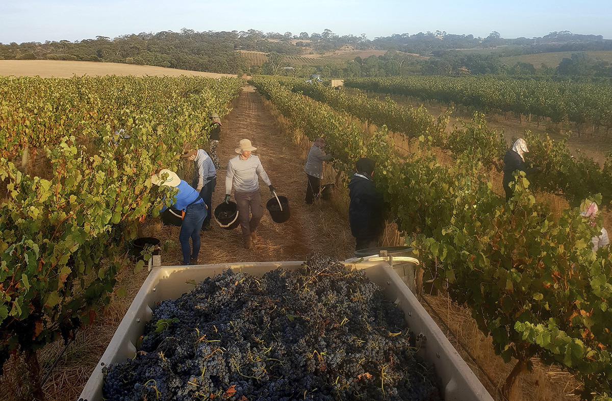 grape picking at tscharke wines