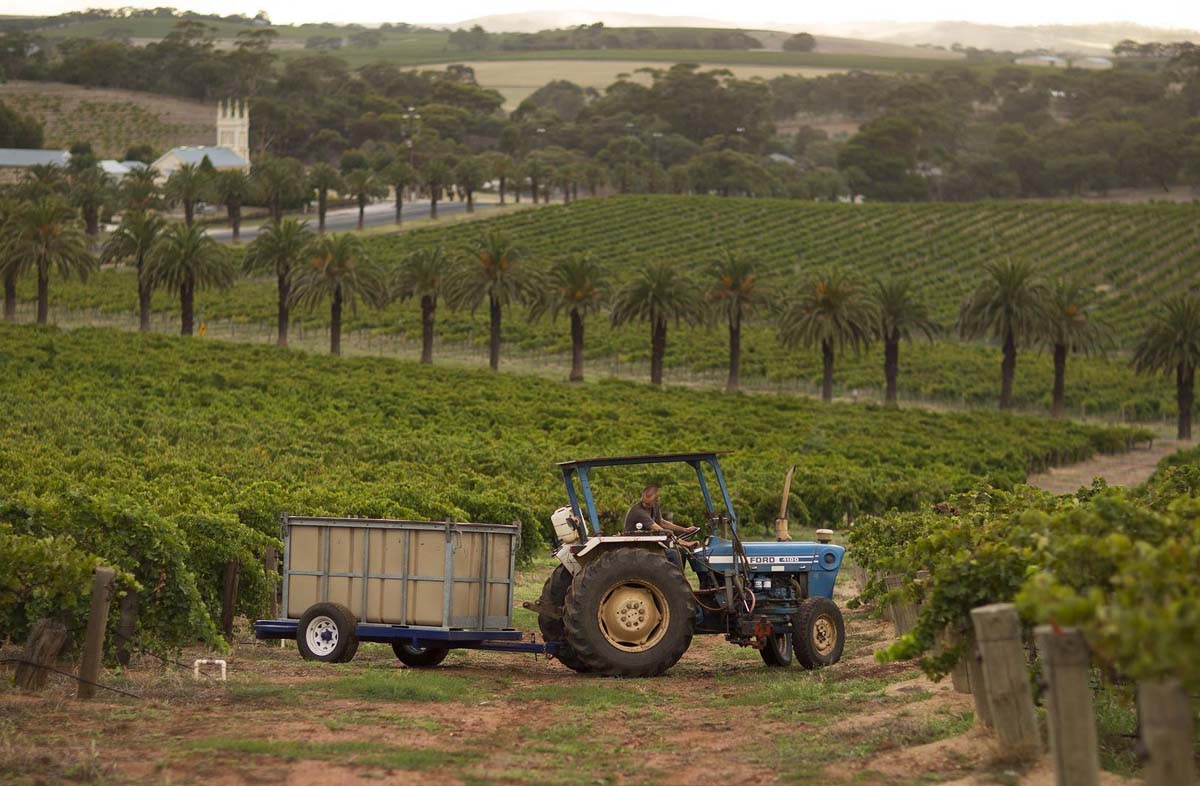 tractor in vineyard at seppeltsfield